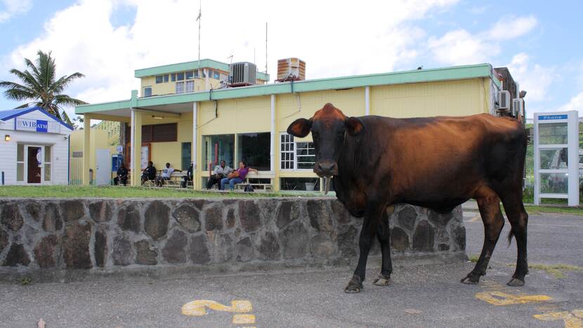 Airport Building St. Eustatius with cow in front