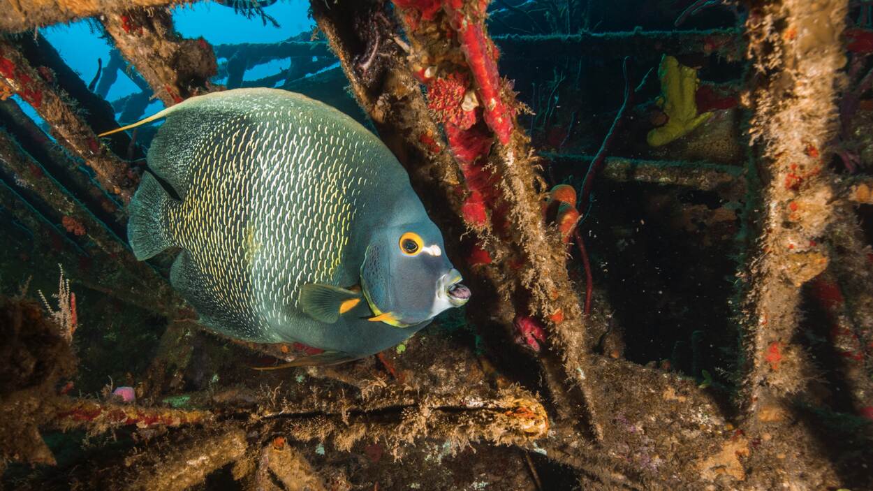 Angelfish, Scubaqua Dive Center St. Eustatius
