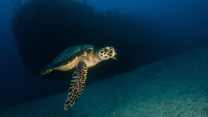 Turtle, Scubaqua Dive Center St. Eustatius